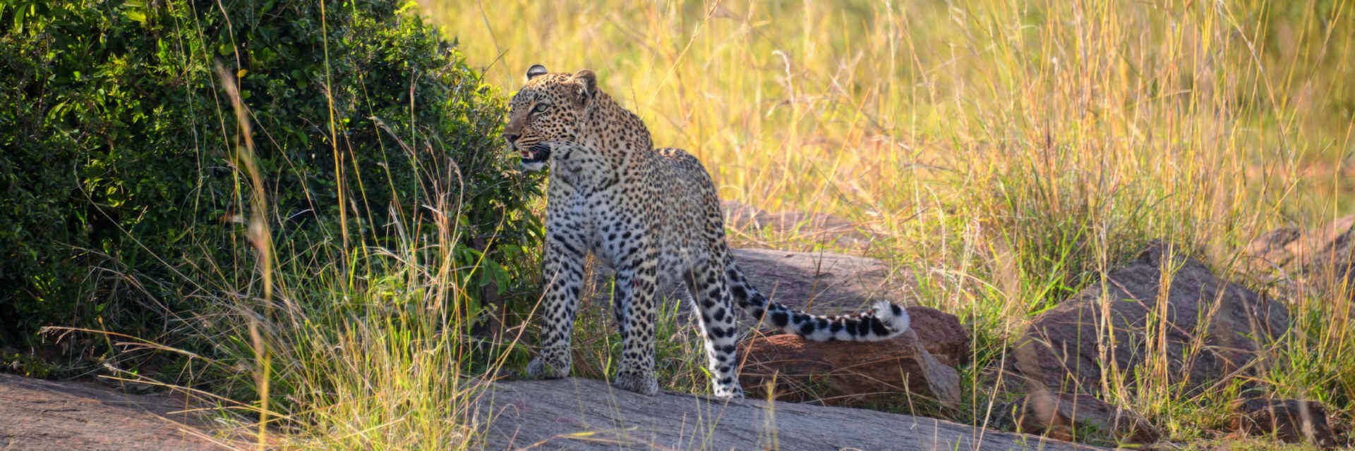 Mindervalide rondreis Tanzania - 10 daagse rolstoel vriendelijke safari met aangepast vervoer Mindervalide rondreis Tanzania - 10 daagse rolstoel vriendelijke safari met aangepast vervoer