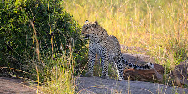 Prive safari reizen door Rondreis Tanzania