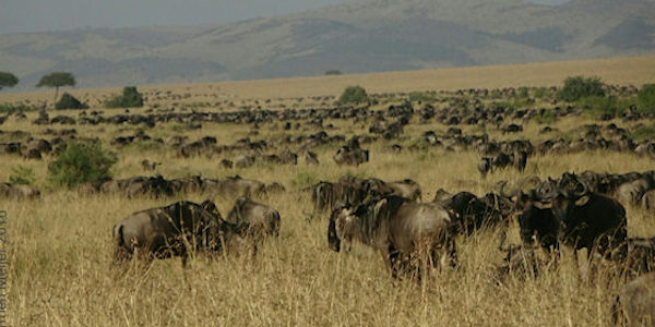 Kenia | Prive safari reizen | Reiservaring reiziger - juli 2016 | OnsKenia Kenia | Prive safari reizen | Reiservaring reiziger - juli 2016 | OnsKenia