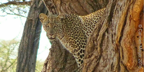 Kenia | Prive safari reizen | Reiservaring reiziger - juli 2016 | OnsKenia Kenia | Prive safari reizen | Reiservaring reiziger - juli 2016 | OnsKenia