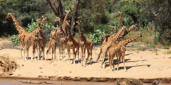 Prive safari reizen door Rondreis Kenia