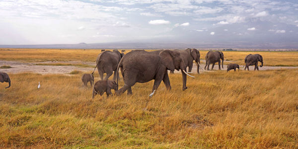 Prive safari reizen door Rondreis Kenia