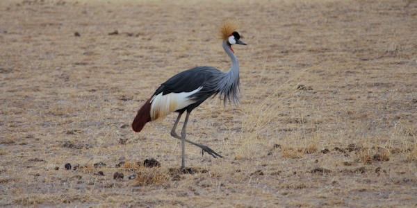 Kenia | Familie reizen | Prive safari reizen | Safari en Strand | Kraanvogel - Amboseli NP - september 2023 | OnsKenia Kenia | Familie reizen | Prive safari reizen | Safari en Strand | Kraanvogel - Amboseli NP - september 2023 | OnsKenia