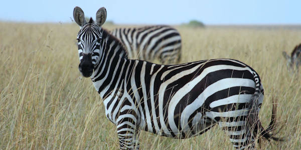 Kenia | Familie reizen | Prive safari reizen | Safari en Strand | Zebra - Masai Mara - september 2023 | OnsKenia Kenia | Familie reizen | Prive safari reizen | Safari en Strand | Zebra - Masai Mara - september 2023 | OnsKenia