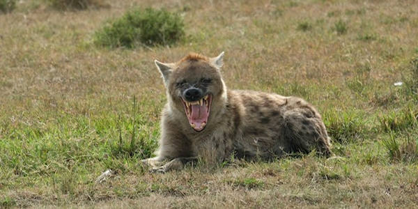 Kenia | Safari en Strand | Hyena in Sweetwaters reservaat in Kenia - juni 2025 | OnsKenia Kenia | Safari en Strand | Hyena in Sweetwaters reservaat in Kenia - juni 2025 | OnsKenia