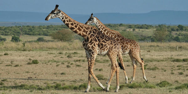 Kenia | Safari en Strand | Giraffen op de evenaar in Sweetwaters, Kenia - juni 2025 | OnsKenia Kenia | Safari en Strand | Giraffen op de evenaar in Sweetwaters, Kenia - juni 2025 | OnsKenia