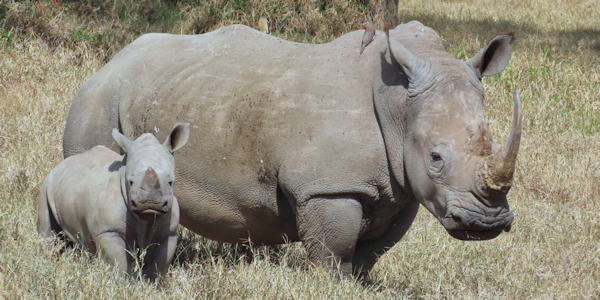 Kenia | Safari en Strand | Neushoorns in de Solio Ranch, Kenia - juni 2025 | OnsKenia Kenia | Safari en Strand | Neushoorns in de Solio Ranch, Kenia - juni 2025 | OnsKenia