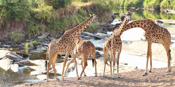 Masai Giraf - Masai Mara Kenia Masai Giraf - Masai Mara Kenia