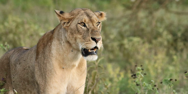 Kenia | Familie reizen | Prive safari reizen | Safari en Strand | Leeuwin Masai Mara - Kenia - juli 2024 | OnsKenia Kenia | Familie reizen | Prive safari reizen | Safari en Strand | Leeuwin Masai Mara - Kenia - juli 2024 | OnsKenia