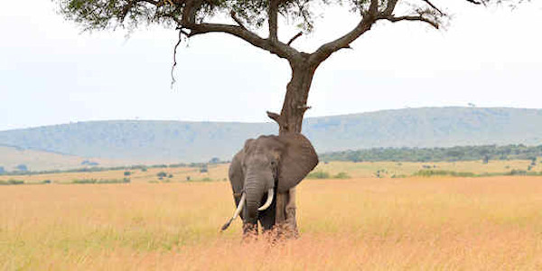 Kenia | Prive safari reizen | Safari en Strand | Reiservaring reiziger - juli 2012 | OnsKenia Kenia | Prive safari reizen | Safari en Strand | Reiservaring reiziger - juli 2012 | OnsKenia