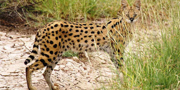 Kenia | Tanzania | Combinatie reizen | Prive safari reizen | Reiservaring reiziger - juni 2012 | OnsKenia Kenia | Tanzania | Combinatie reizen | Prive safari reizen | Reiservaring reiziger - juni 2012 | OnsKenia