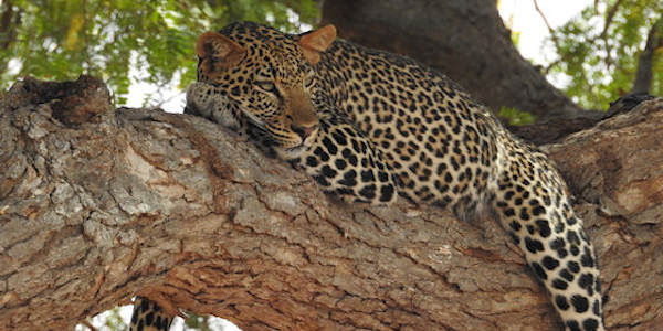 Kenia | Prive safari reizen | Reiservaring reiziger - oktober 2017 | OnsKenia Kenia | Prive safari reizen | Reiservaring reiziger - oktober 2017 | OnsKenia