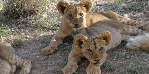 Kenia | Tanzania | Huwelijksreizen | Prive safari reizen | Safari en Strand | Reiservaring reiziger - september 2014 | OnsKenia Kenia | Tanzania | Huwelijksreizen | Prive safari reizen | Safari en Strand | Reiservaring reiziger - september 2014 | OnsKenia