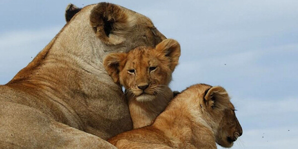 Kenia | Huwelijksreizen | Luxe reizen | Safari en Strand | Reiservaring reiziger - januari 2020 | OnsKenia Kenia | Huwelijksreizen | Luxe reizen | Safari en Strand | Reiservaring reiziger - januari 2020 | OnsKenia