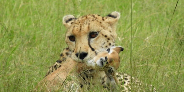 Kenia | Huwelijksreizen | Luxe reizen | Safari en Strand | Reiservaring reiziger - januari 2020 | OnsKenia Kenia | Huwelijksreizen | Luxe reizen | Safari en Strand | Reiservaring reiziger - januari 2020 | OnsKenia