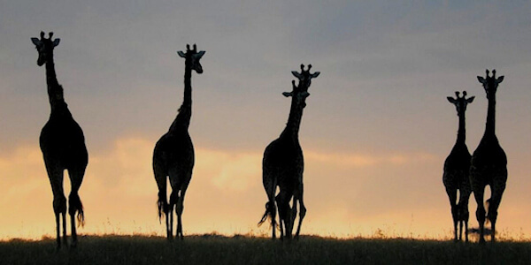 Kenia | Huwelijksreizen | Luxe reizen | Safari en Strand | Reiservaring reiziger - januari 2020 | OnsKenia Kenia | Huwelijksreizen | Luxe reizen | Safari en Strand | Reiservaring reiziger - januari 2020 | OnsKenia