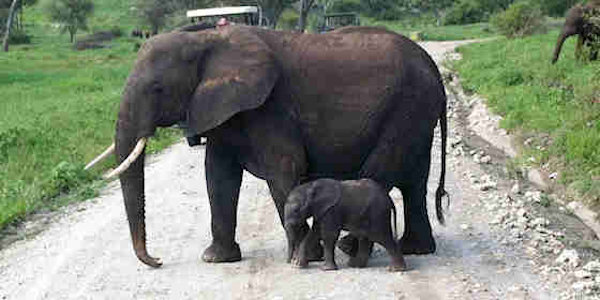Tanzania | Prive safari reizen | Safari en Strand | Reiservaring reiziger - maart 2013 | OnsKenia Tanzania | Prive safari reizen | Safari en Strand | Reiservaring reiziger - maart 2013 | OnsKenia