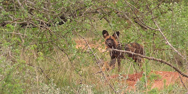 Kenia | Huwelijksreizen | Prive safari reizen | Safari en Strand | Reiservaring reiziger - april 2016 | OnsKenia Kenia | Huwelijksreizen | Prive safari reizen | Safari en Strand | Reiservaring reiziger - april 2016 | OnsKenia