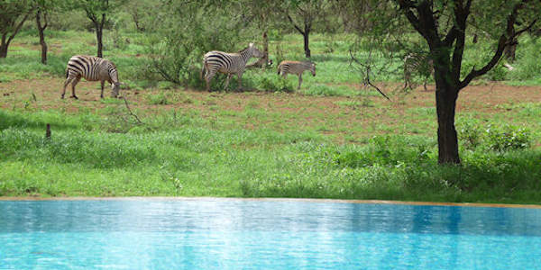 Kenia | Huwelijksreizen | Prive safari reizen | Safari en Strand | Reiservaring reiziger - april 2016 | OnsKenia Kenia | Huwelijksreizen | Prive safari reizen | Safari en Strand | Reiservaring reiziger - april 2016 | OnsKenia