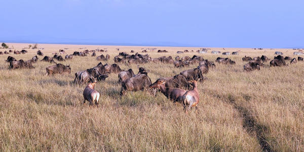 Gnoemigratie Masai Mara - Kenia Gnoemigratie Masai Mara - Kenia