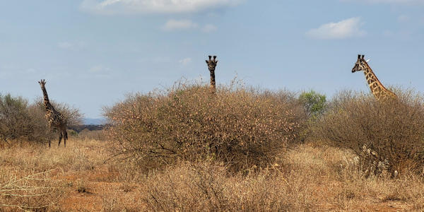 Kenia | Familie reizen | Prive safari reizen | Masai giraf - Masai Mara - Kenia - juli 2024 | OnsKenia Kenia | Familie reizen | Prive safari reizen | Masai giraf - Masai Mara - Kenia - juli 2024 | OnsKenia