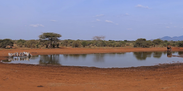 Kenia | Familie reizen | Prive safari reizen | Drinkwaterplaats Tsavo West NP - juli 2024 | OnsKenia Kenia | Familie reizen | Prive safari reizen | Drinkwaterplaats Tsavo West NP - juli 2024 | OnsKenia