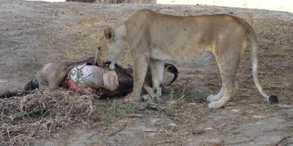 Tanzania | Prive safari reizen | Reiservaring reiziger - november 2016 | OnsKenia Tanzania | Prive safari reizen | Reiservaring reiziger - november 2016 | OnsKenia