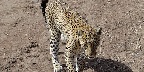 Tanzania | Prive safari reizen | Reiservaring reiziger - november 2016 | OnsKenia Tanzania | Prive safari reizen | Reiservaring reiziger - november 2016 | OnsKenia