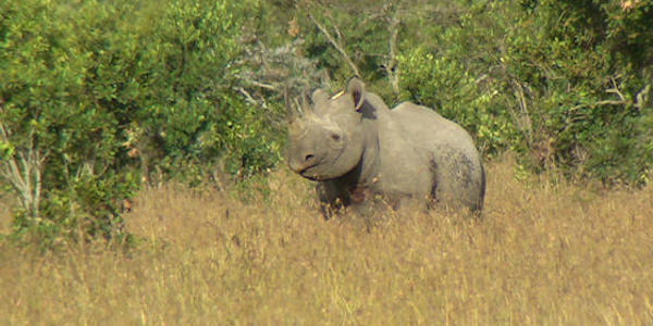 Kenia | Prive safari reizen | Safari en Strand | Reiservaring reiziger - juni 2016 | OnsKenia Kenia | Prive safari reizen | Safari en Strand | Reiservaring reiziger - juni 2016 | OnsKenia