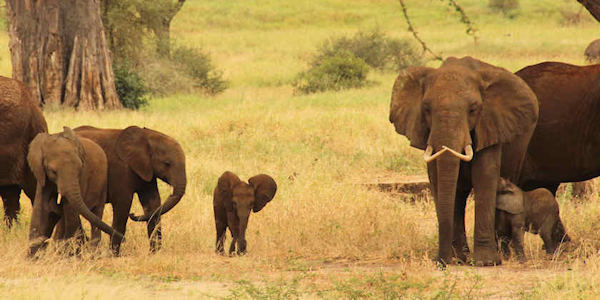 Tanzania | Prive safari reizen | Safari en Strand | Reiservaring reiziger - juni 2015 | OnsKenia Tanzania | Prive safari reizen | Safari en Strand | Reiservaring reiziger - juni 2015 | OnsKenia