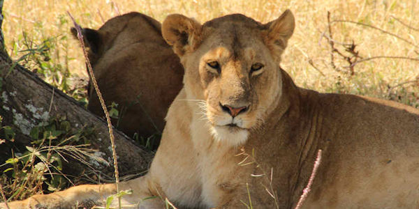 Tanzania | Prive safari reizen | Safari en Strand | Reiservaring reiziger - juni 2015 | OnsKenia Tanzania | Prive safari reizen | Safari en Strand | Reiservaring reiziger - juni 2015 | OnsKenia