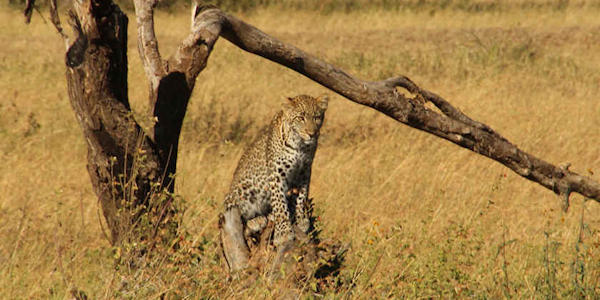 Tanzania | Prive safari reizen | Safari en Strand | Reiservaring reiziger - juni 2015 | OnsKenia Tanzania | Prive safari reizen | Safari en Strand | Reiservaring reiziger - juni 2015 | OnsKenia