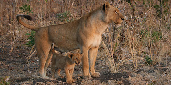 Tanzania | Luxe reizen | Prive safari reizen | Reiservaring reiziger - augustus 2014 | OnsKenia Tanzania | Luxe reizen | Prive safari reizen | Reiservaring reiziger - augustus 2014 | OnsKenia
