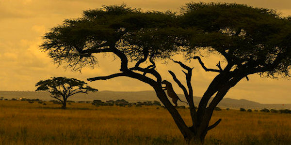 Tanzania | Prive safari reizen | Reiservaring reiziger - april 2016 | OnsKenia Tanzania | Prive safari reizen | Reiservaring reiziger - april 2016 | OnsKenia