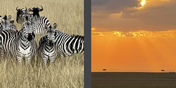 Kenia | Familie reizen | Prive safari reizen | Masai Mara in Kenia - augustus 2022 | OnsKenia Kenia | Familie reizen | Prive safari reizen | Masai Mara in Kenia - augustus 2022 | OnsKenia