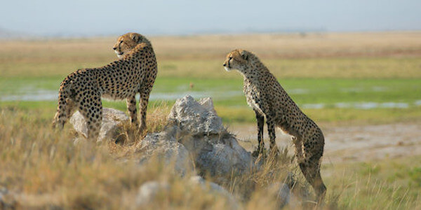 Kenia | Prive safari reizen | Safari en Strand | Reiservaring reiziger - juli 2014 | OnsKenia Kenia | Prive safari reizen | Safari en Strand | Reiservaring reiziger - juli 2014 | OnsKenia