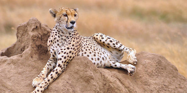 Jachtluipaard Ngorongoro krater Jachtluipaard Ngorongoro krater