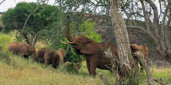 Kenia | Familie reizen | Safari en Strand | Reiservaring reiziger - juli 2019 | OnsKenia Kenia | Familie reizen | Safari en Strand | Reiservaring reiziger - juli 2019 | OnsKenia