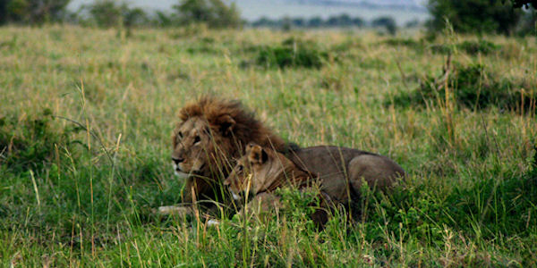 Kenia | Familie reizen | Safari en Strand | Reiservaring reiziger - juli 2019 | OnsKenia Kenia | Familie reizen | Safari en Strand | Reiservaring reiziger - juli 2019 | OnsKenia