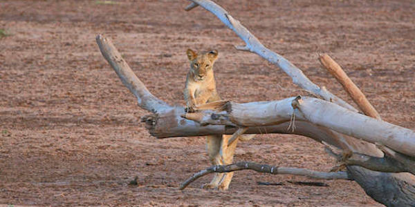 Kenia | Prive safari reizen | Reiservaring reiziger - november 2016 | OnsKenia Kenia | Prive safari reizen | Reiservaring reiziger - november 2016 | OnsKenia