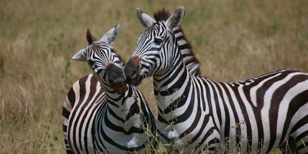 Prive safari reizen door Rondreis Tanzania