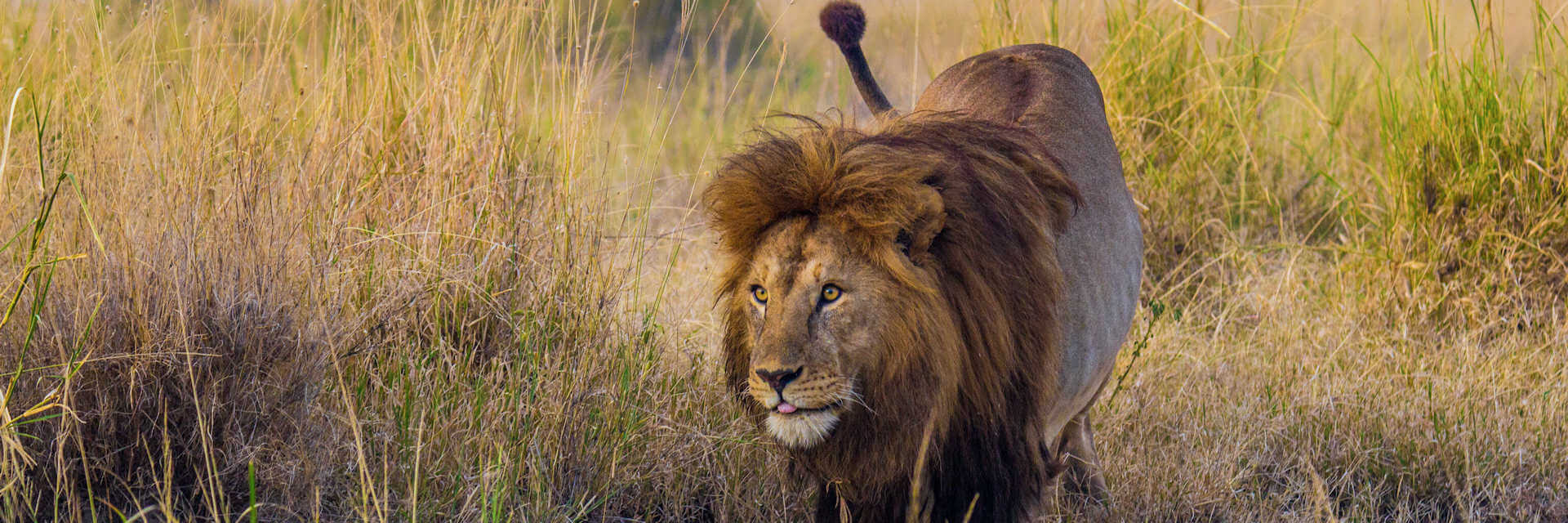Avontuurlijke 7 daagse safari rondreis door Tanzania Avontuurlijke 7 daagse safari rondreis door Tanzania