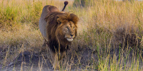 Prive safari  reizen door Rondreis Tanzania
