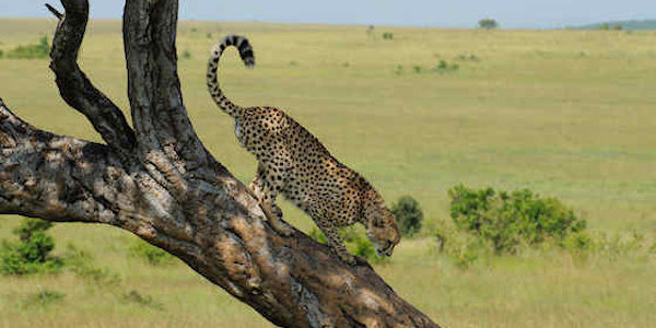 Kenia | Familie reizen |  Reiservaring reiziger - december 2014 | OnsKenia