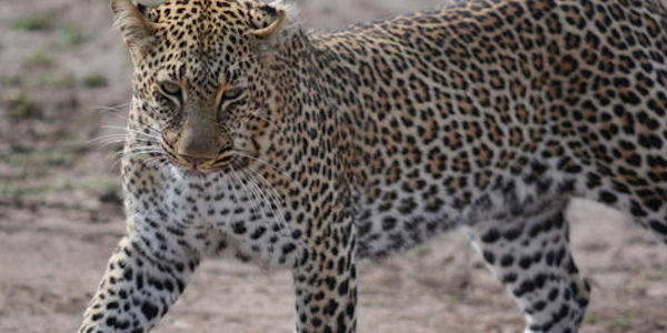 Kenia | Mindervalide reizen | Prive safari reizen | Reiservaring reiziger - augustus 2014 | OnsKenia Kenia | Mindervalide reizen | Prive safari reizen | Reiservaring reiziger - augustus 2014 | OnsKenia