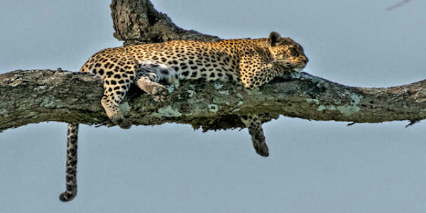 Tanzania | Prive safari reizen | Reiservaring reiziger - december 2017 | OnsKenia Tanzania | Prive safari reizen | Reiservaring reiziger - december 2017 | OnsKenia