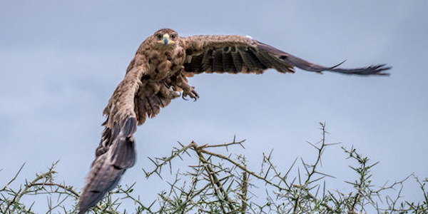 Tanzania | Prive safari reizen | Reiservaring reiziger - december 2017 | OnsKenia Tanzania | Prive safari reizen | Reiservaring reiziger - december 2017 | OnsKenia