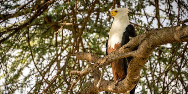 Tanzania | Prive safari reizen | Reiservaring reiziger - december 2017 | OnsKenia Tanzania | Prive safari reizen | Reiservaring reiziger - december 2017 | OnsKenia