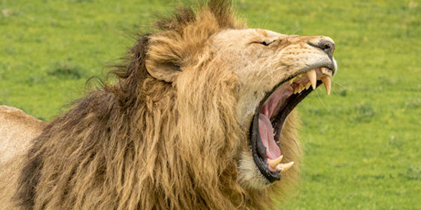 Tanzania | Prive safari reizen | Reiservaring reiziger - december 2017 | OnsKenia Tanzania | Prive safari reizen | Reiservaring reiziger - december 2017 | OnsKenia