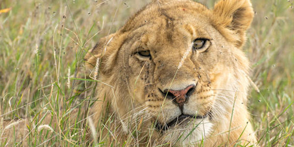 Tanzania | Prive safari reizen | Reiservaring reiziger - december 2017 | OnsKenia Tanzania | Prive safari reizen | Reiservaring reiziger - december 2017 | OnsKenia